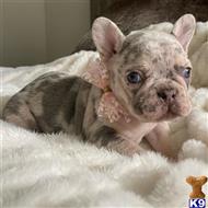 french bulldog puppy posted by COUTURE WEST FRENCHIES